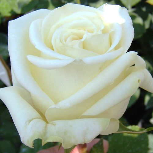 E-commerce, vendita, rose, in, vaso rose ibridi di tea - bianco - Rosa Varo Iglo™ - rosa mediamente profumata - Gysbert Verbeek - Fiori che crescono bene e durano.